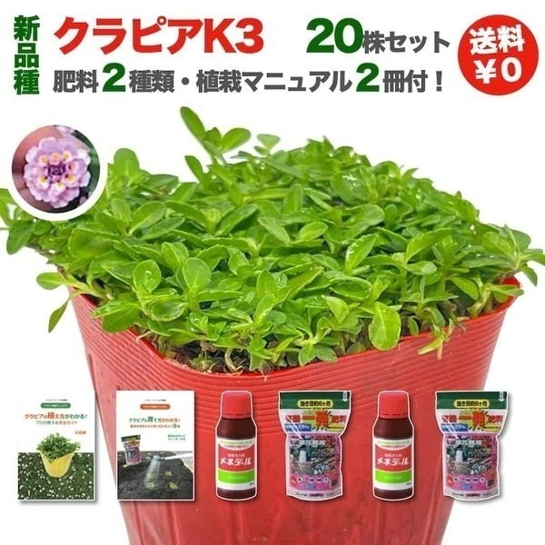 クラピア K3 新品種 ピンク 20株 すくすくセット 植栽マニュアル付き 苗20