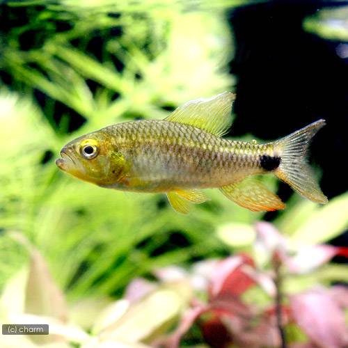 （熱帯魚）セルフィン・テトラ（３匹）　北海道航空便要保温　ＣＲＣ13―20―10―40―00