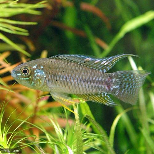 （熱帯魚）アピストグラモイデス・プカルパエンシス（ワイルド）（１ペア）　北海道・九州航空便要保温　ＣＲＣ13―28―16―00―00