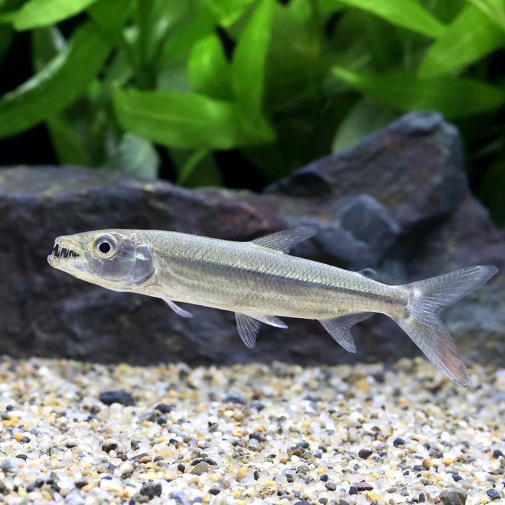 （熱帯魚）ゴリアテ・タイガーフィッシュ（１匹）　北海道・九州航空便要保温　ＣＲＣ13―20―15―00―00