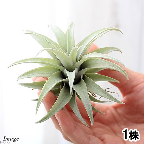 （観葉植物）エアープランツ　チランジア　カピタータ　イエロースター（１株）　ＣＲＣ15―50―10―00―00