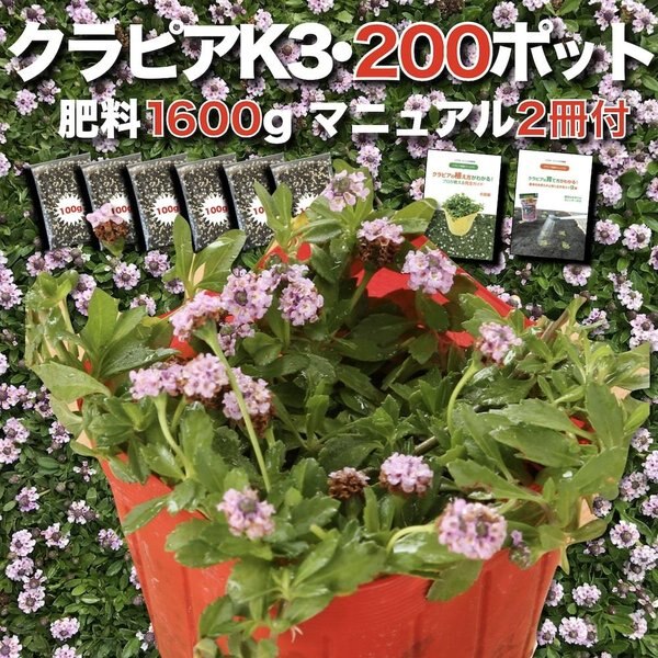 クラピア K3（ピンク）新品種 9cmポット苗 200鉢セット ピンク品種 イワダレソウ改良種