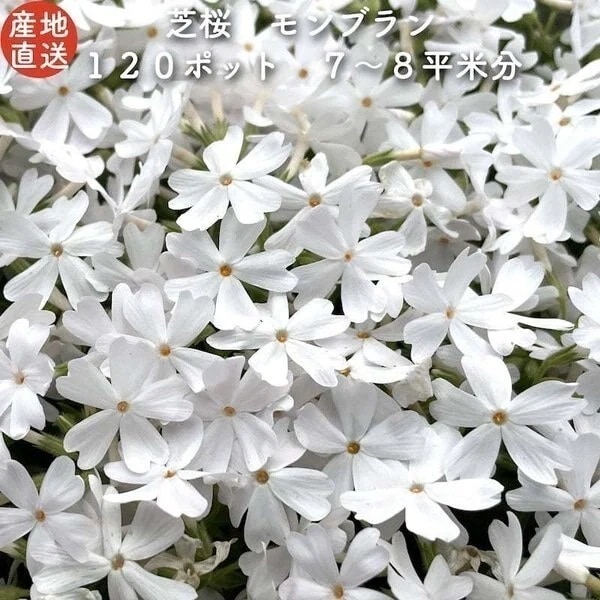 高品質 芝桜 モンブランホワイト 白色種 ９cmポット苗 １２０株 シバザクラ