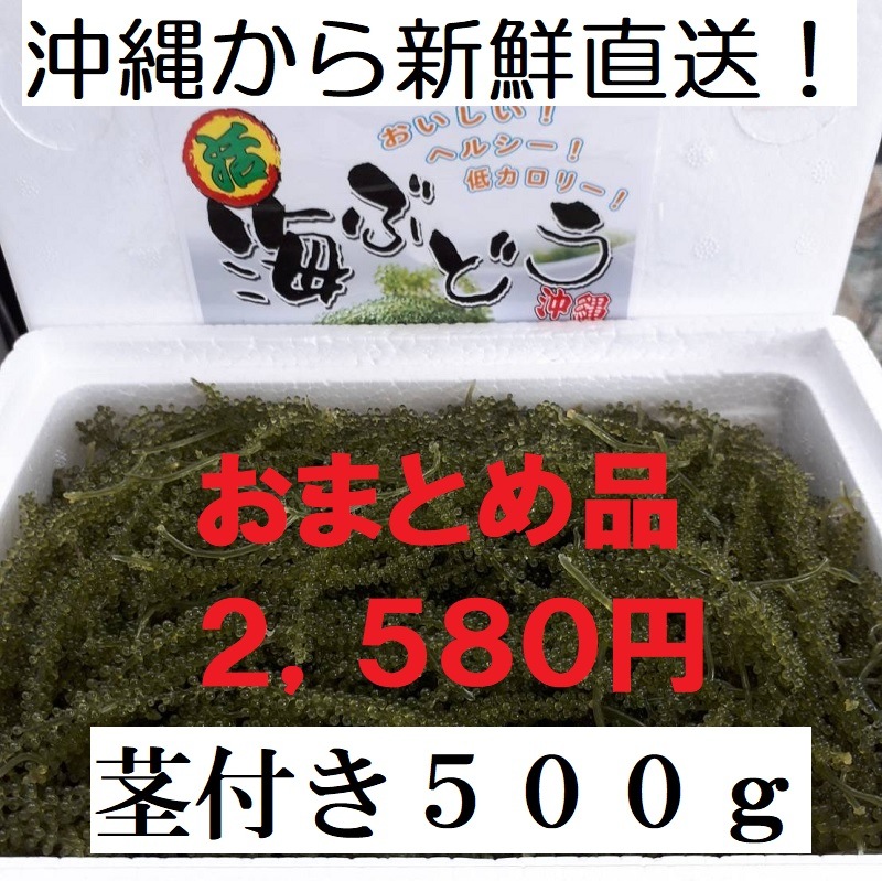 生海ぶどう 茎付きたっぷり500g ☆タレ5p付き - 魚介類(加工食品)