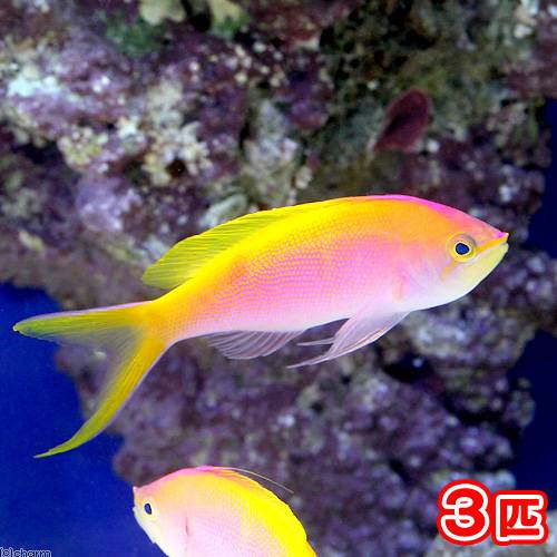 （海水魚）クリスマス産　バートレットアンティアス　オス（３匹）　北海道・九州航空便要保温　ＣＲＣ26―30―20―00―00