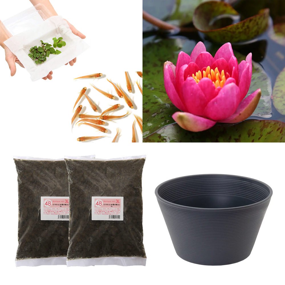 （ビオトープ）（めだか）はじめての睡蓮栽培セット　アンドレアナ＋睡蓮鉢＋ヒメダカ＋浮き草他　説明書付　本州四国限定　お一人様１点限り　ＣＲＣ15―10―20―70―00