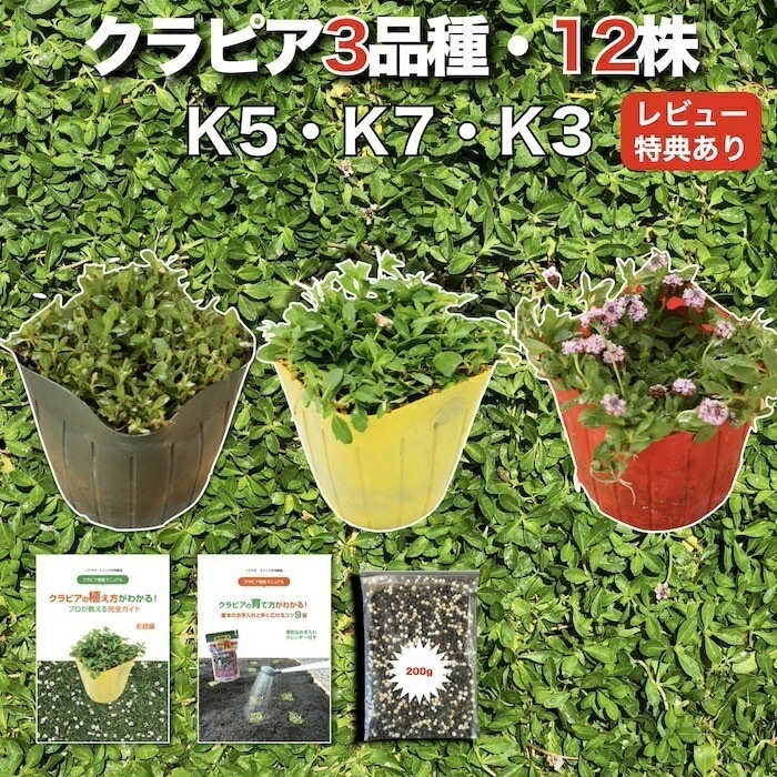 クラピア 全品種お試しセット 苗12株 K7 K5 K3 各4株 3平米用 植栽マニュアル付き グランドカバー 12ポット 有機入り一発果菜肥料200g付 イワダレソウ（改良種） 白色 グランドカバー