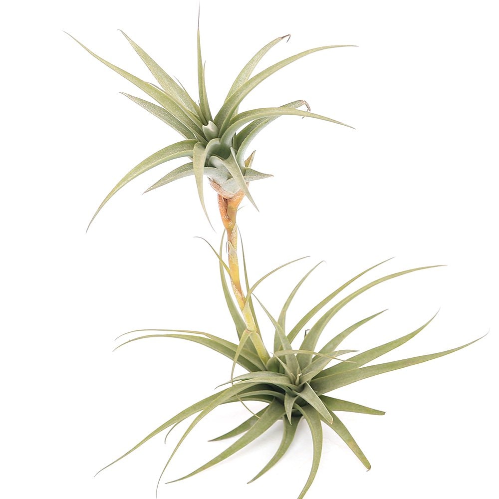 （観葉植物）エアープランツ　チランジア　ムロルム（１株）　ＣＲＣ15―50―10―00―00