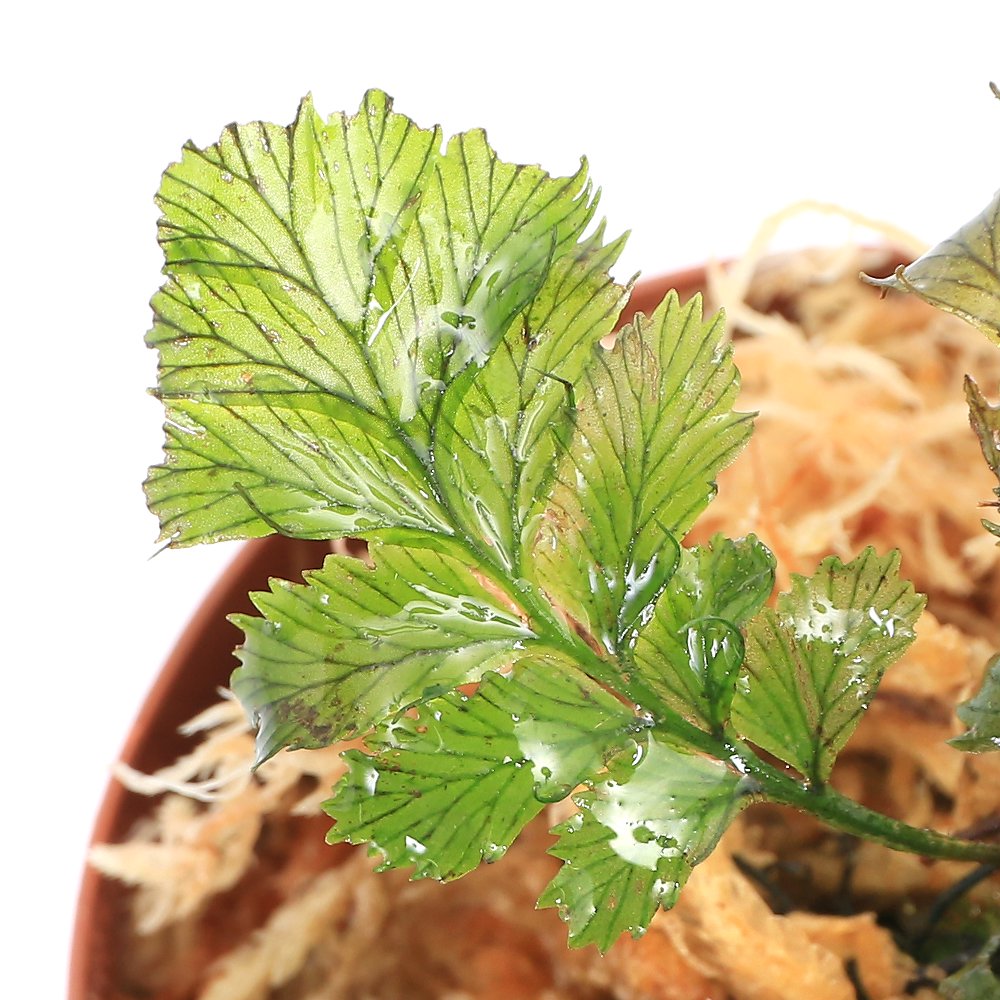 （テラリウム）セファロマネスｓｐ．Ｂｏｎｄｅ　Ｆｏｒｅｓｔ　Νｅｗ　Ｃａｌｅｄｏｎｉａ（１ポット）　北海道・九州航空便要保温　ＣＲＣ12―88―10―00―00 4,671円