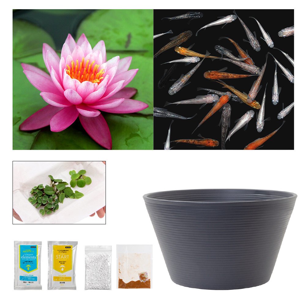 （ビオトープ）（めだか）ラメメダカ付き！チャームおすすめビオトープセット！　メイラ　スイレン　ビオトープ　本州四国限定　ＣＲＣ15―10―20―03―20