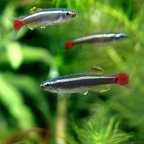 （熱帯魚）ロングフィン・アカヒレ（１２匹）　北海道航空便要保温　ＣＲＣ13―24―34―00―00