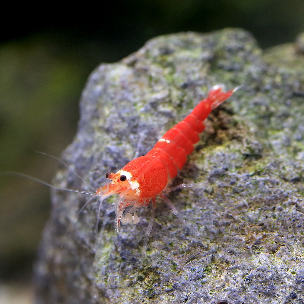 （エビ）サンタビーシュリンプ（５匹）　ＣＲＣ13―70―05―10―00