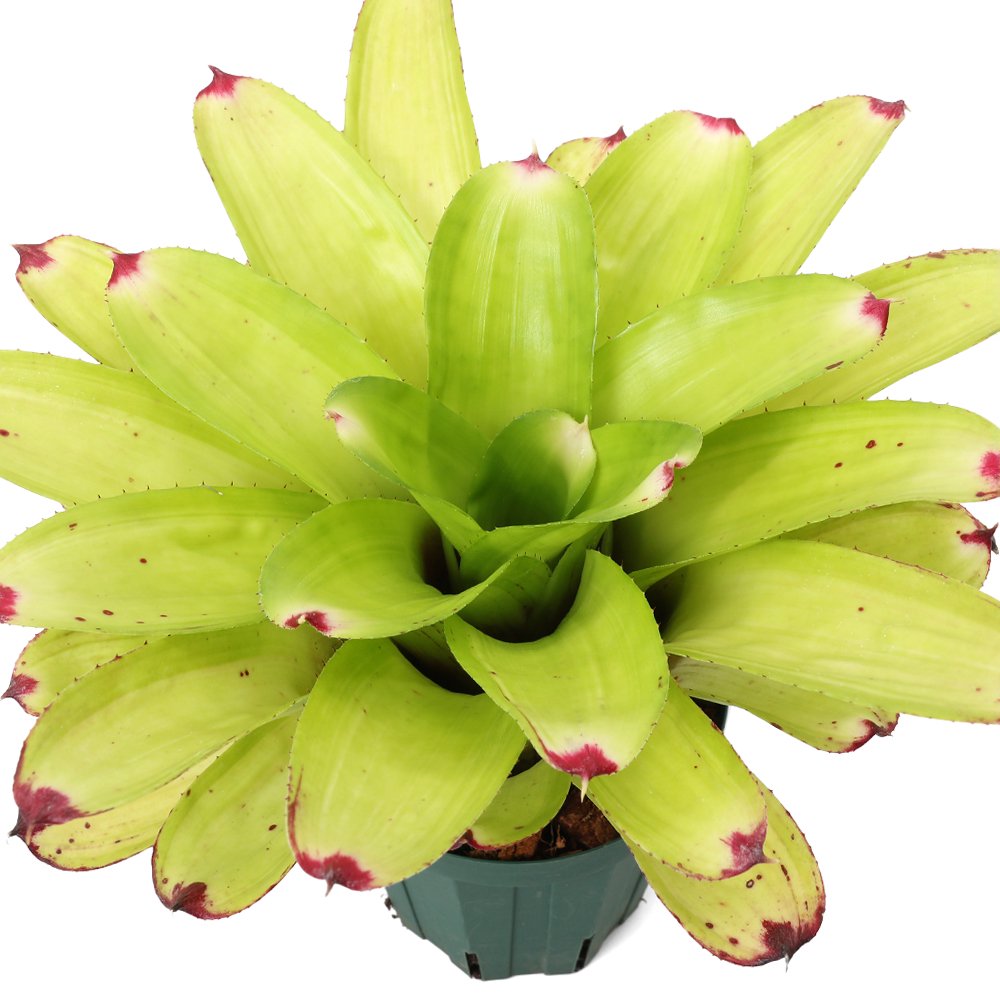 （観葉植物）ネオレゲリア　Ｊ．Ｓ　グリーン　コンパクト　３号（１株）　ＣＲＣ17―80―40―00―00