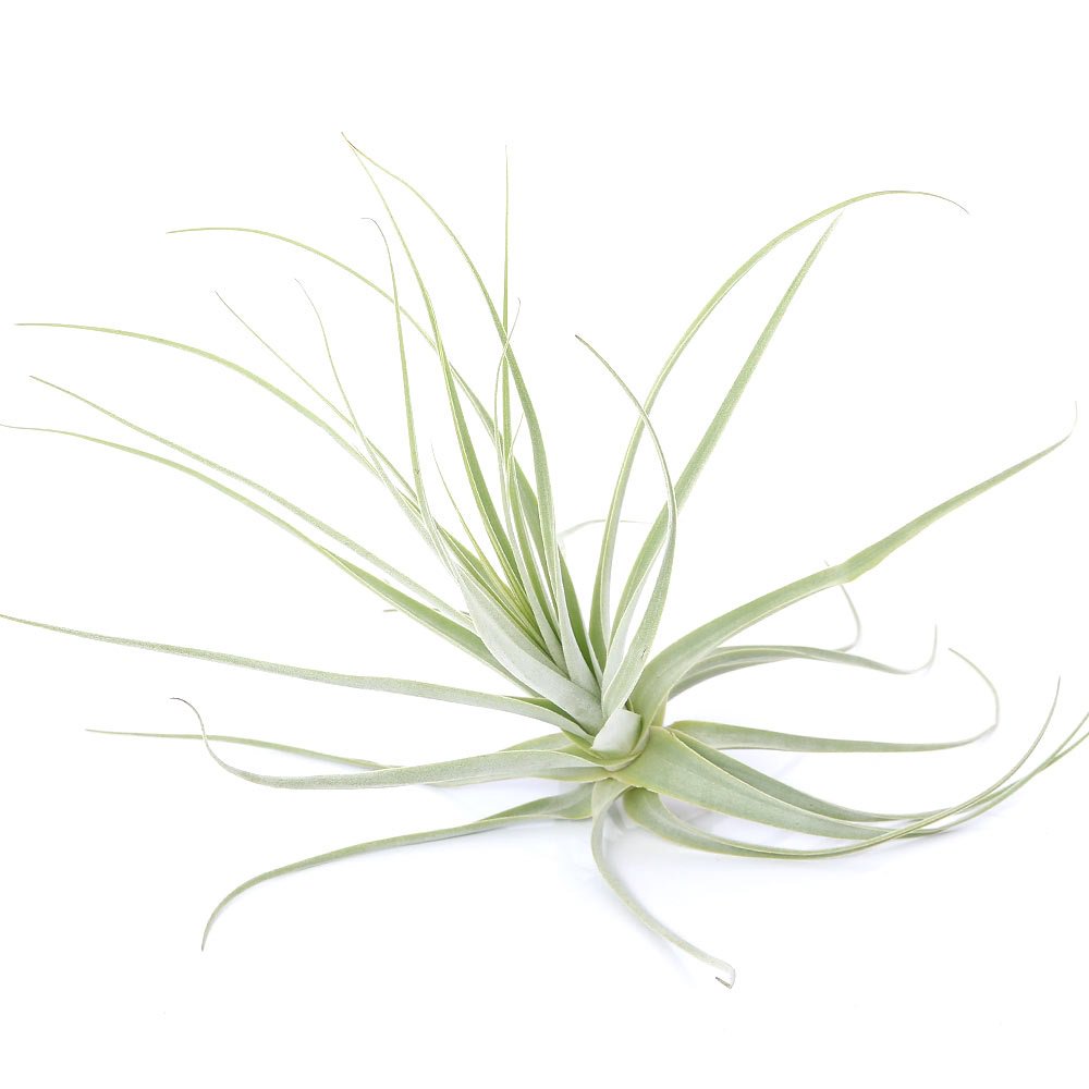 （観葉植物）エアープランツ　チランジア　ストラミネア（１株）　ＣＲＣ15―50―10―00―00