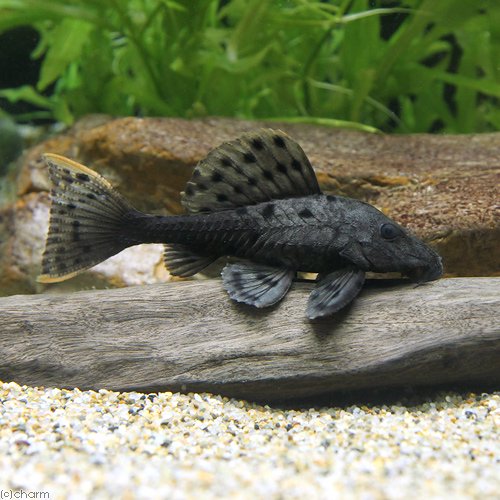 （熱帯魚）オレンジフィンアーマード・プレコ　約１８ー２０ｃｍ（ワイルド）（１匹）　北海道・九州航空便要保温　ＣＲＣ13―44―70―00―00