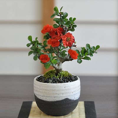 八重長寿梅 八重の花 いっぷく椀【盆栽 ミニ盆栽 四季咲き ボリューム 珍しい 豪華 】