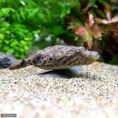 （熱帯魚）テトラオドン・スバッティ　ＭＳサイズ（１匹）　北海道・九州航空便要保温　ＣＲＣ13―51―00―00―00 9,331円