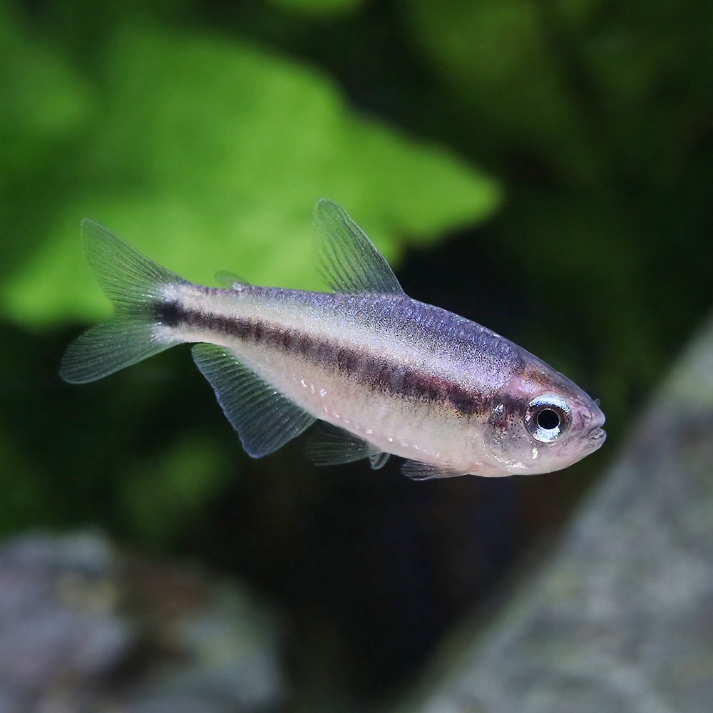 （熱帯魚）ブルーデビル・テトラ（ワイルド）（１匹）　北海道航空便要保温　ＣＲＣ13―20―10―40―00