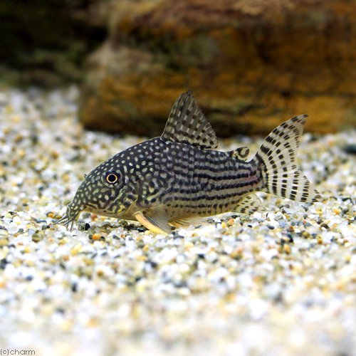 （熱帯魚）コリドラス・ステルバイ（ワイルド）（１匹）　北海道・九州航空便要保温　ＣＲＣ13―36―20―00―00