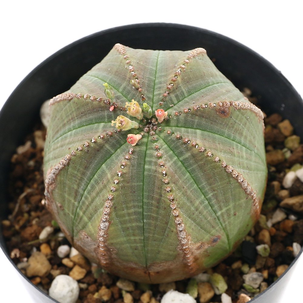 （多肉植物）ユーフォルビア　シンメトリカ　雌株　３号（１鉢）　ＣＲＣ15―60―60―00―00