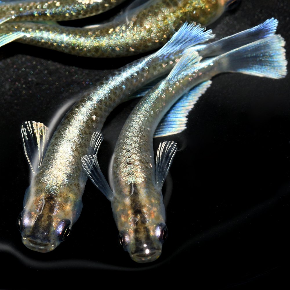 （めだか）彩菊キッシングワイドフィンメダカ　メダカ屋サバンナブリード（３匹）　北海道・九州航空便要保温　ＣＲＣ60―20―44―25―00