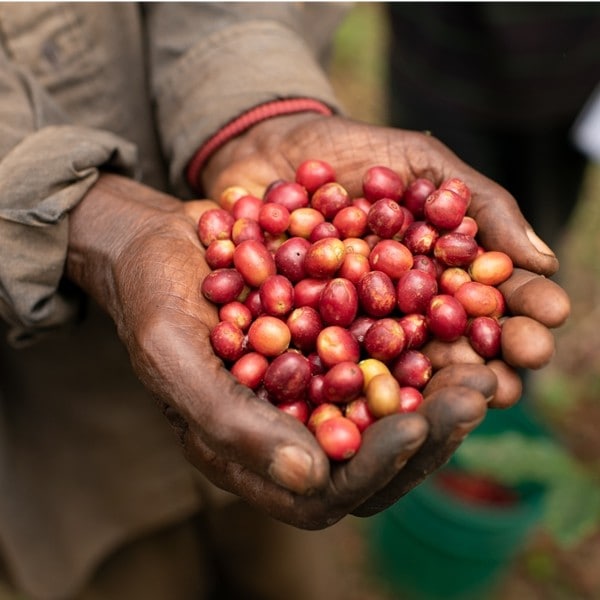 受注焙煎！2kg コーヒー豆 ブルンジ カジャブレWS ブルボン選べる焙煎度合い [選べる焙煎度合い] コーヒー豆 大山珈琲