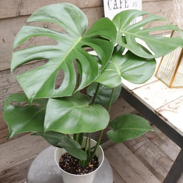 モンステラ　６号 観葉植物 インテリア ガーデニング