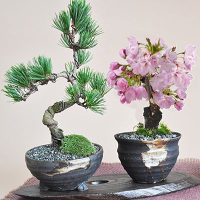 盆栽 ミニ盆栽 桜と松のペアセット ミニ桜 旭山桜 1才桜 ミニ松 ミニ五葉松 花と緑で始める盆栽 信楽焼 鉢植え プレゼント ラッピング ギフト 贈り物 和 誕生日 母の日 父の日 ミニ 桜特集 盆