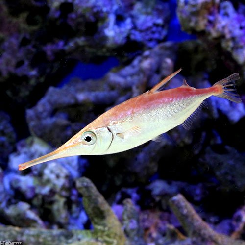 （海水魚）サギフエ（１匹）　ＣＲＣ26―30―70―00―00