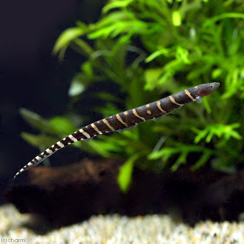 （熱帯魚）ゼブラ・カラポ　ペルー（１匹）　北海道・九州航空便要保温　ＣＲＣ13―56―90―00―00