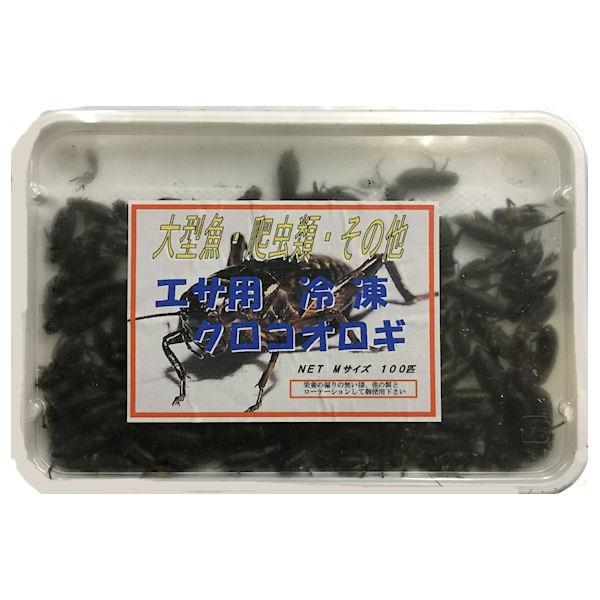 冷凍 国産フタホシ黒コオロギ Ｍサイズ 100g 約100匹入【クール便発送】冷凍餌 大型魚 肉食魚 アロアナ ピラニア エサ 餌 フード