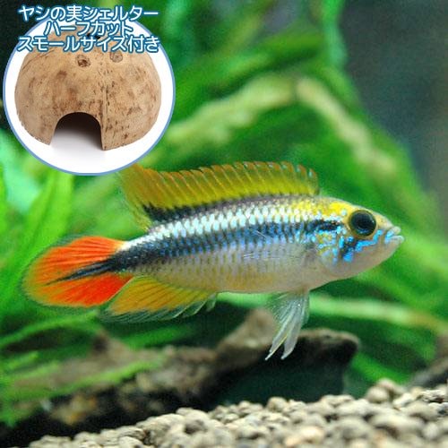 （熱帯魚）アピストグラマ・アガシジィ　ダブルレッド（１ペア）＋ココナッツシェルター（１個）本州四国限定　ＣＲＣ13―28―16―00―00