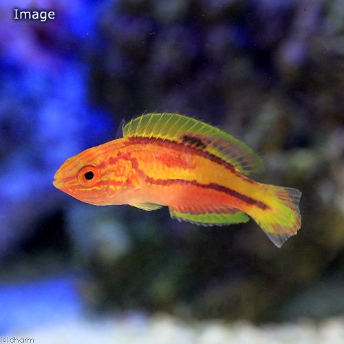 （海水魚）ピンテールフェアリーラス　オス（１匹）　北海道航空便要保温　ＣＲＣ26―30―26―10―00 7,656円