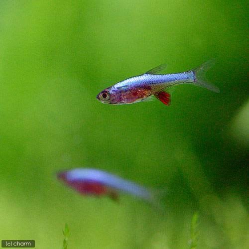 （熱帯魚）ラスボラ・アクセルロディ　ブルー（１２匹）　北海道航空便要保温　ＣＲＣ13―24―32―00―00 6,286円