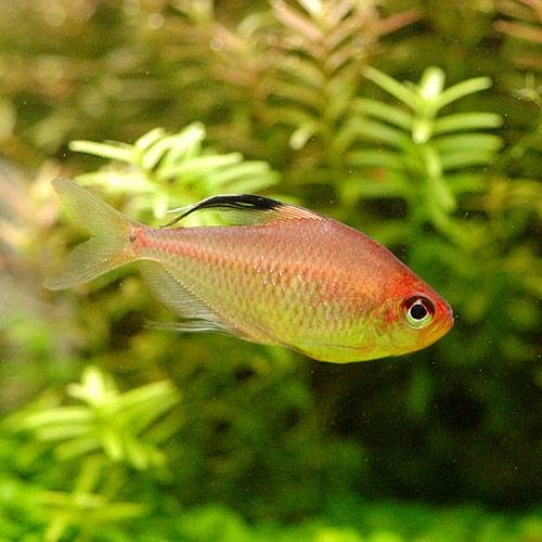 （熱帯魚）ダイヤモンドレッドペレズ・テトラ（３匹）　北海道・九州航空便要保温　ＣＲＣ13―20―10―20―00