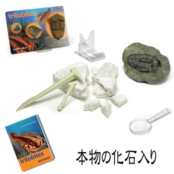 化石発掘セット 三葉虫 【 フィギュア 玩具 おもちゃ オモチャ 人形 】