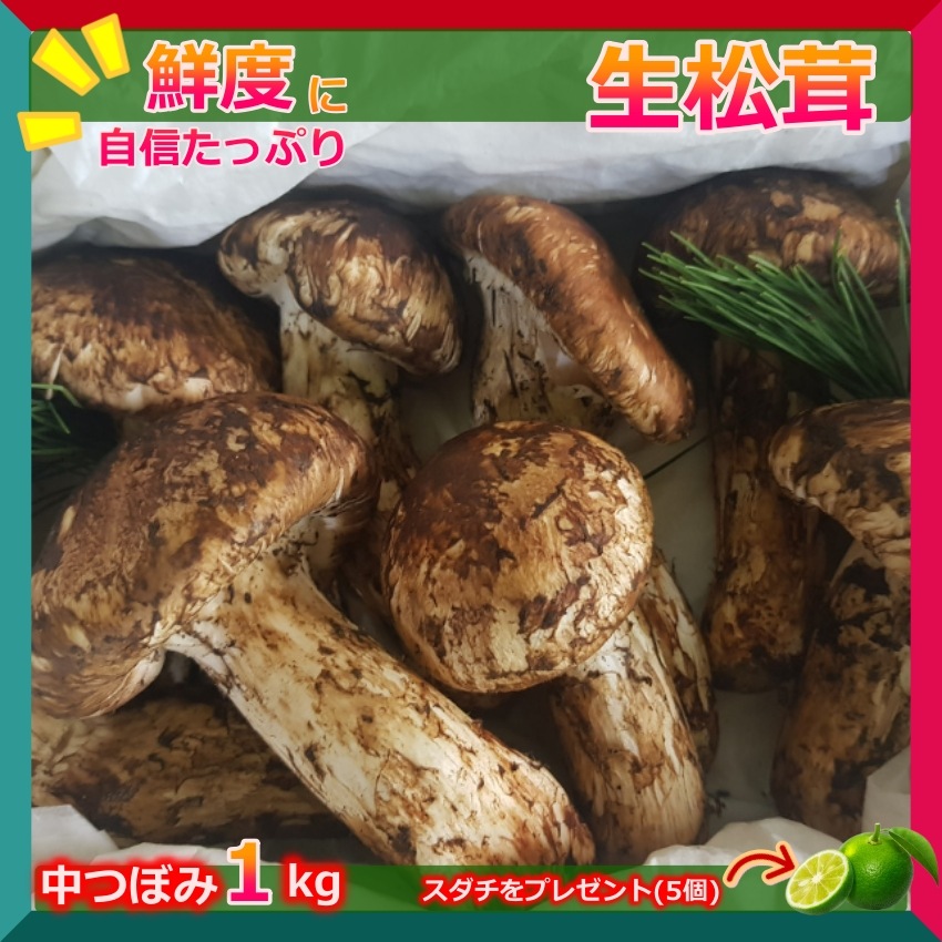 松茸 1kg 2024 中国産 【中つぼみ】 秋の味覚 家族用 鮮度がよく 香り豊かな 生松茸 プレゼント 秋のバーベキュー パーティー【Bigイベント】 家族団らん