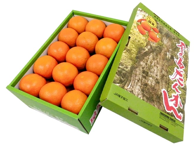 屋久島産 =たんかん= 秀品 L-3L 約5kg 化粧箱入り 予約 2月下旬以降