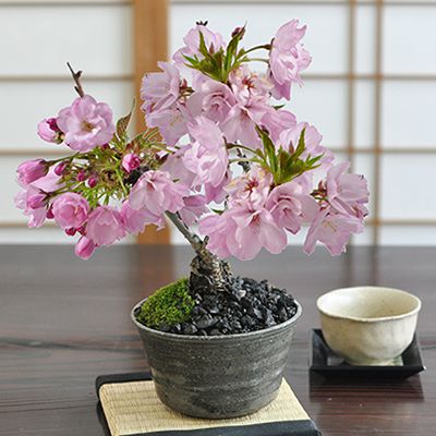 盆栽 桜 ミニ盆栽 ミニ桜 陶器鉢4号 信楽焼 盆栽ギフト 自宅でお花見 かわいい おしゃれ 初心者 贈り物 ギフト プレゼント 誕生日 バレンタイン さくら 母の日 sakura bonsai ぼん