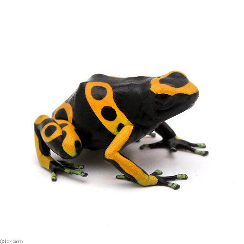 （両生類）キオビヤドクガエル　オレンジ　バンドｏｒａｎｇｅ　ｂａｎｄｅｄ（１匹）　ＣＲＣ17―05―35―20―00