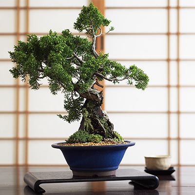 Qoo10] 石付き真柏【石付き 真柏 シンパク 盆栽