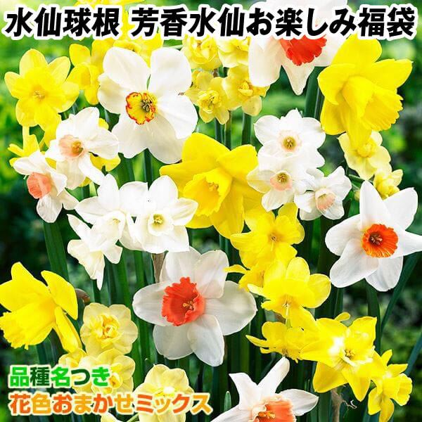 スイセン 球根 芳香水仙お楽しみ福袋 (品種見計らい・名称付き) 40球
