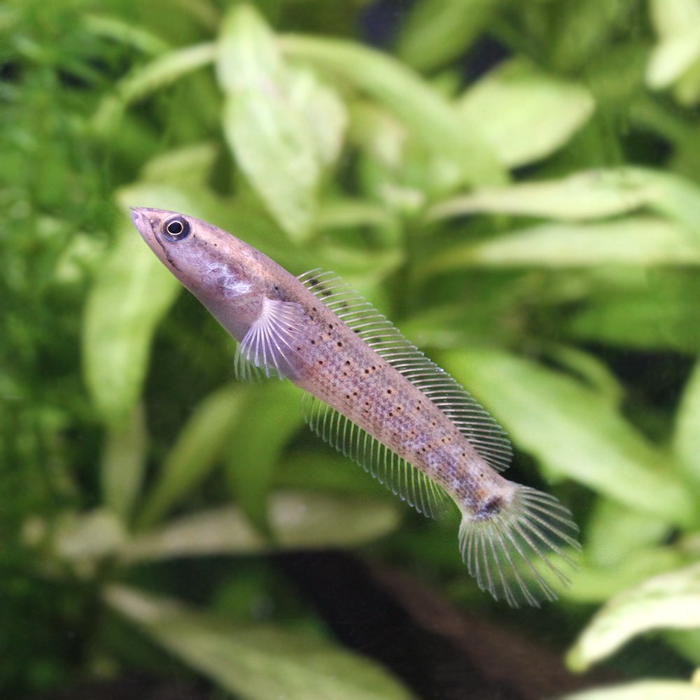 （熱帯魚）チャンナ・プルクラ　ブリード（３匹）　北海道・九州航空便要保温　ＣＲＣ13―32―20―00―00