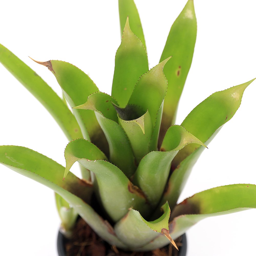 （観葉植物）エクメア　レクルバータ　X　カリキュラータ　２．５号（１鉢）ブロメリア　ＣＲＣ15―30―20―22―00