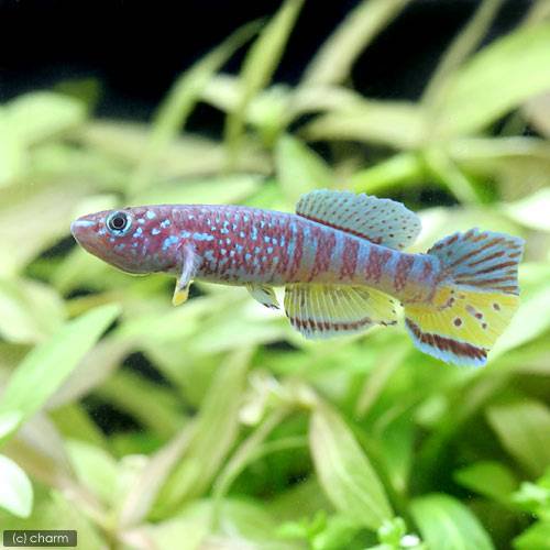 （熱帯魚）ブルー・グラリス（１ペア）　北海道航空便要保温　ＣＲＣ13―17―99―00―00