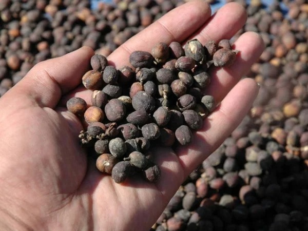 受注焙煎！2kg イエメン モカマタリ クラシックモカ ナチュラル [選べる焙煎度合い] コーヒー豆 大山珈琲 業務用 自家焙煎 卸