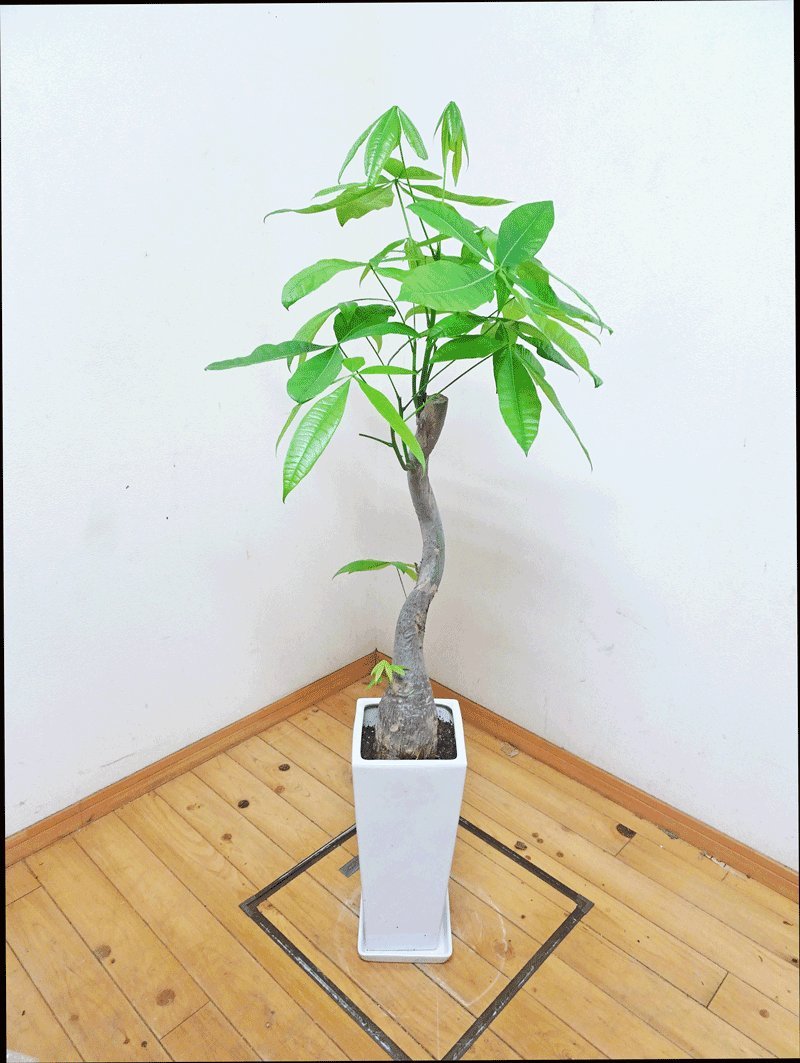 お洒落なインテリアに ロングスクエア陶器鉢仕立ての素敵な樹形のパキラ 120cm前後 8号陶器鉢