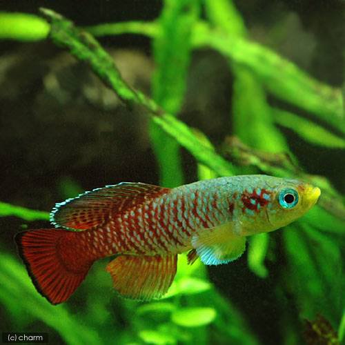 （熱帯魚）ノソブランキウス・ギュンテリー　レッド（１ペア）　北海道・九州航空便要保温　ＣＲＣ13―17―99―00―00