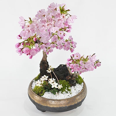 盆栽 桜 桜盆栽 旭山桜 八重咲き 苔 桜の寄せ植え 大小の桜に小さい梅花オーレンがかわいい桜の公園風 陶器鉢6号 フラワーギフト 盆栽ギフト 鉢植え かわいい 初心者 贈り物 ギフト プレゼント
