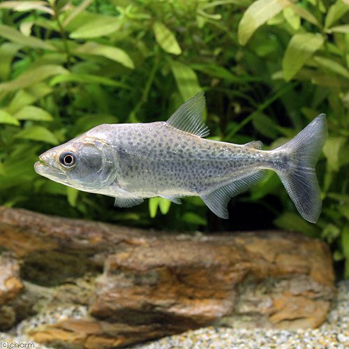 （熱帯魚）エロンガータ・ピラニア（ワイルド）（１匹）　北海道・九州航空便要保温　ＣＲＣ13―20―12―00―00